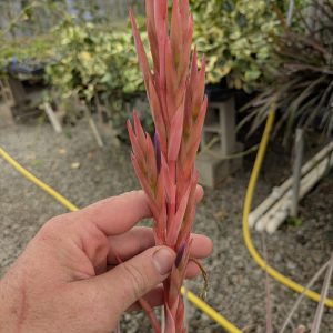 Tillandsia guenther-nolleri Type Form