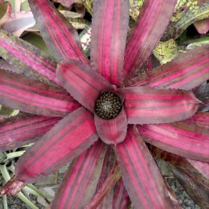 Neoregelia Pyromania