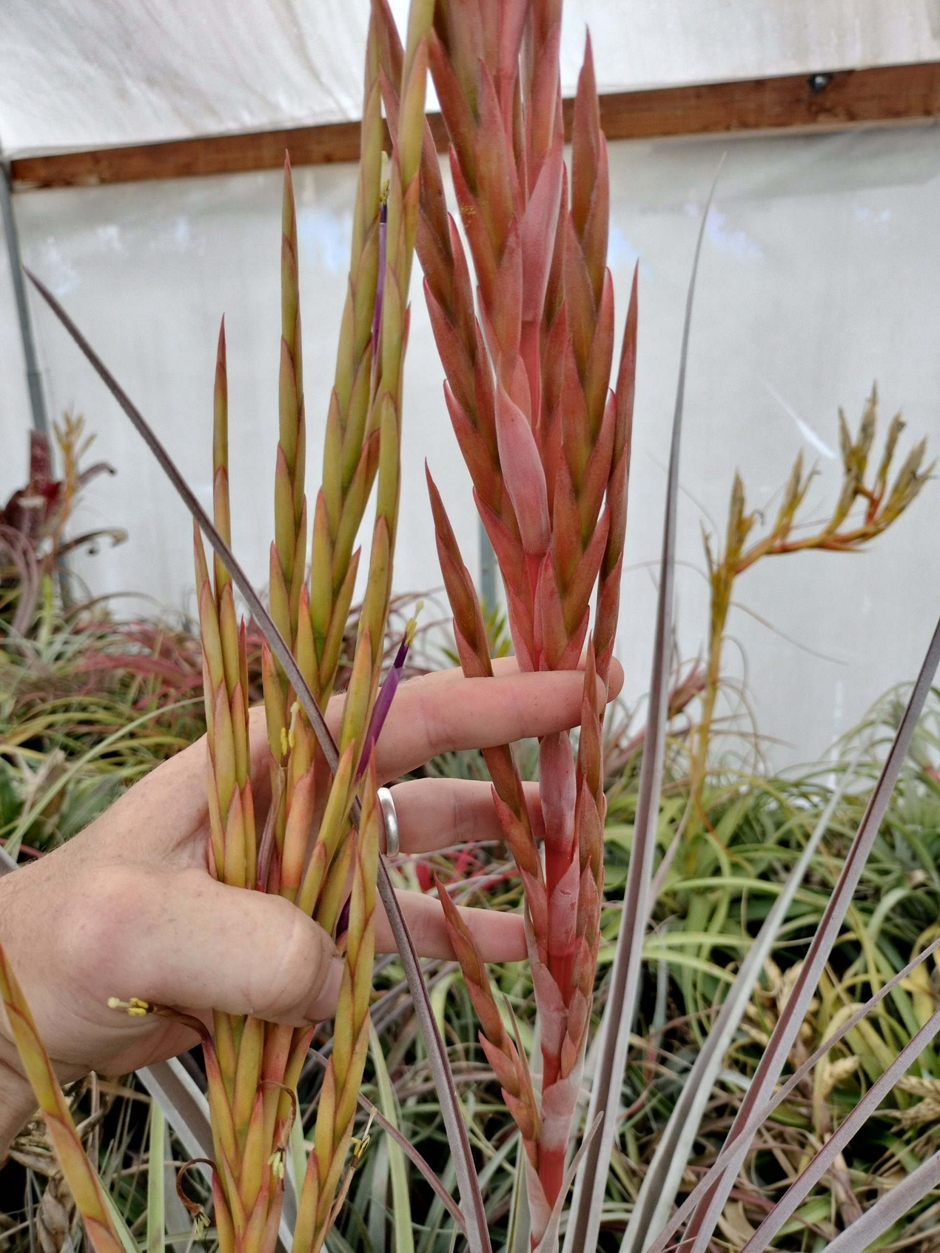 Tillandsia aff guenther-nolleri - Image 3