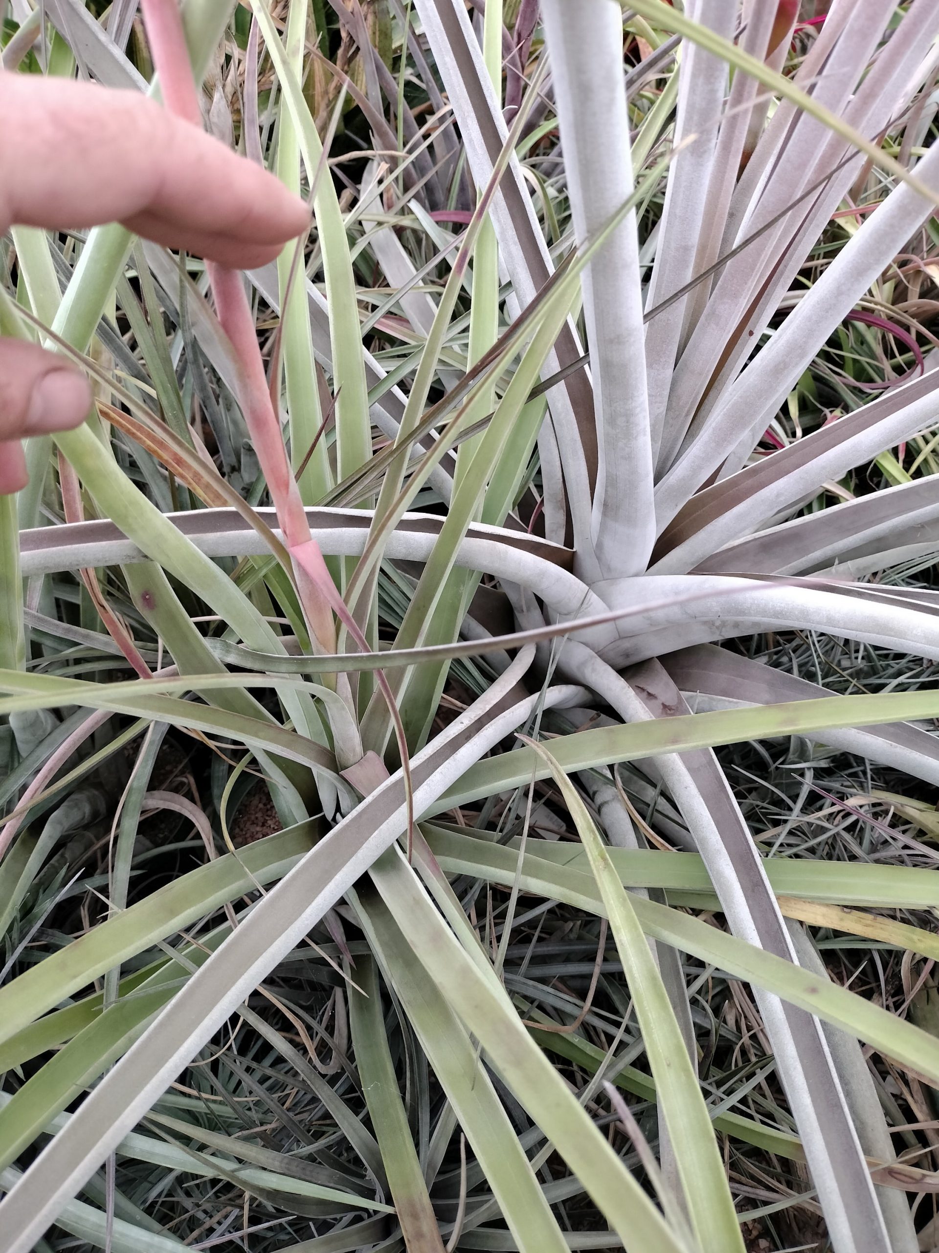 Tillandsia aff guenther-nolleri - Image 5
