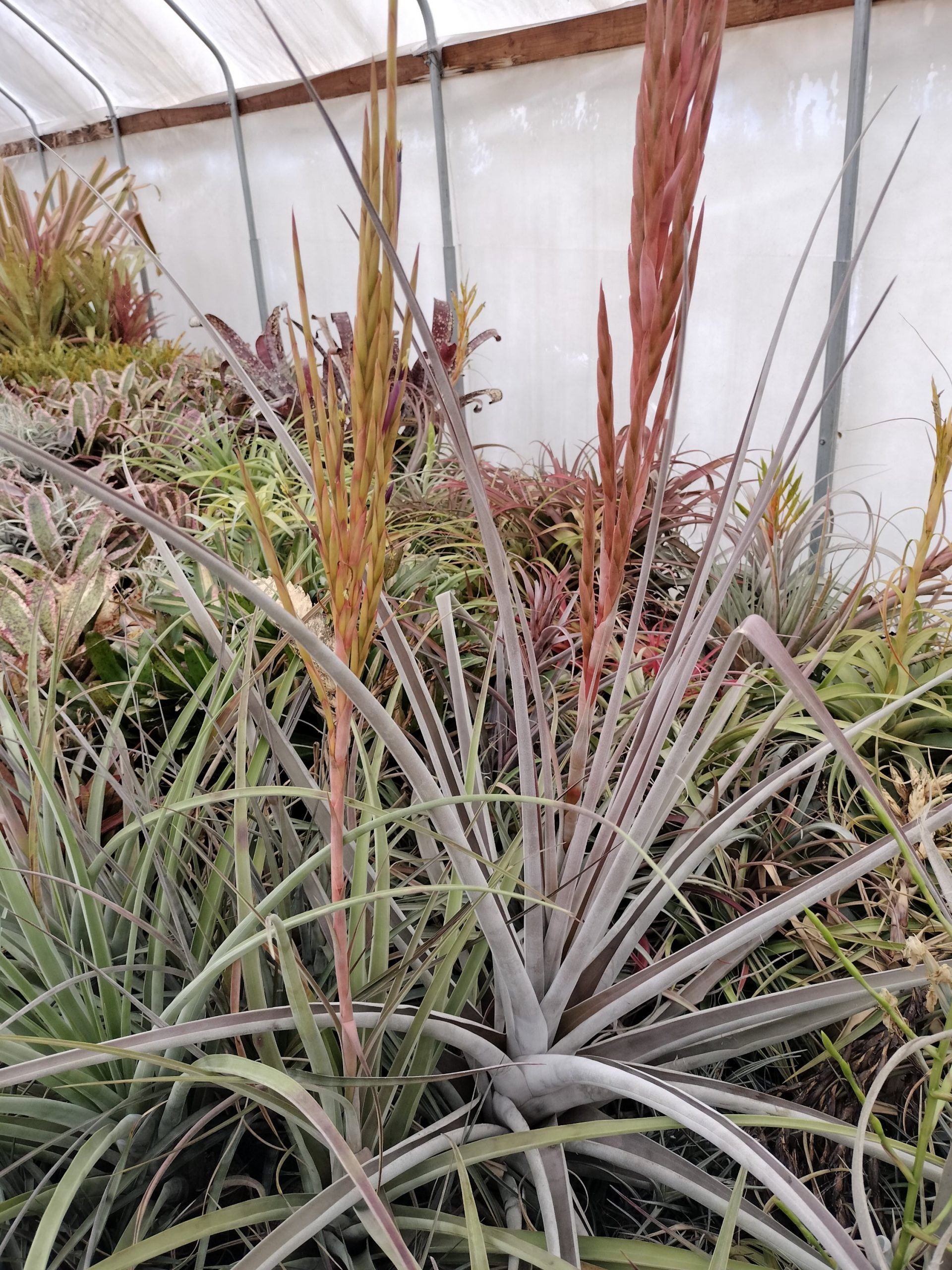 Tillandsia aff guenther-nolleri - Image 2
