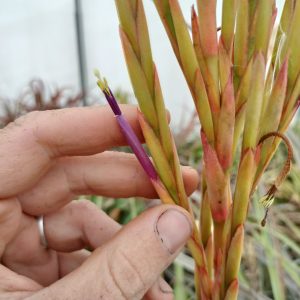 Tillandsia aff guenther-nolleri