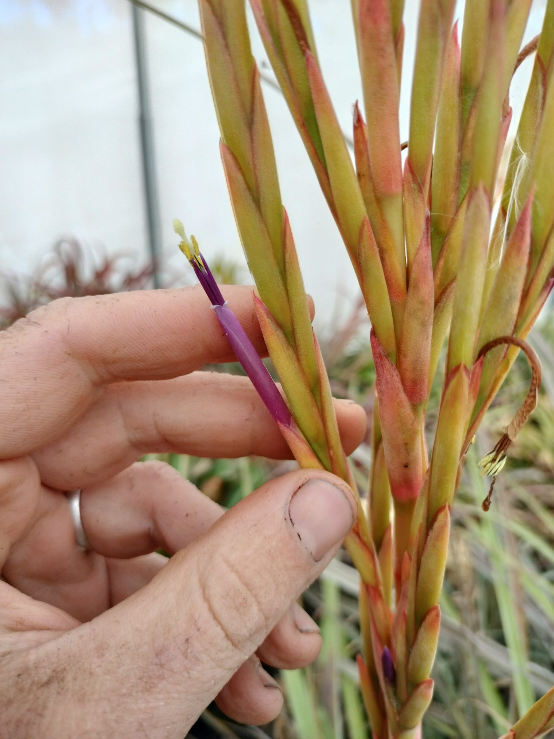 Tillandsia aff guenther-nolleri
