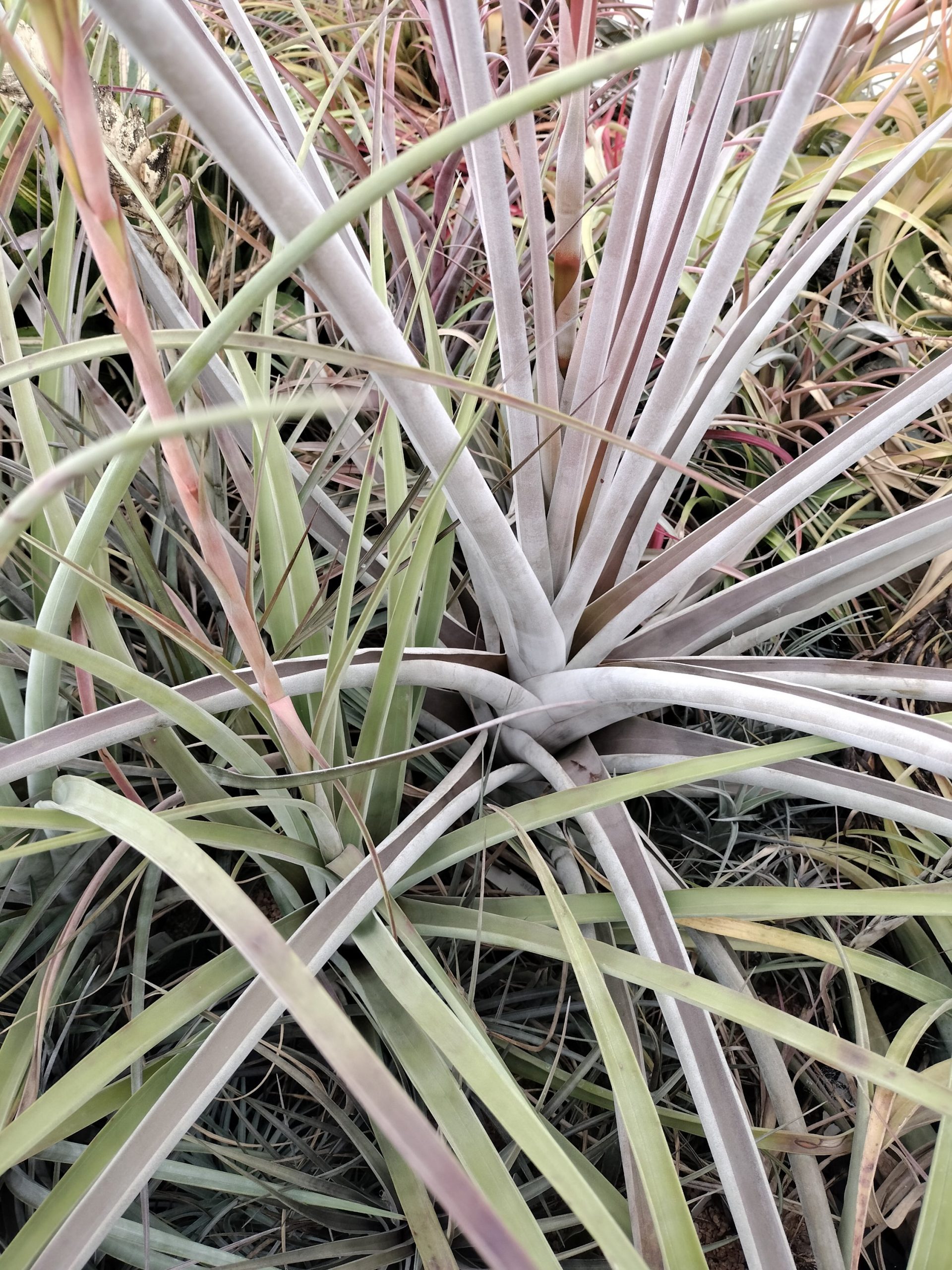 Tillandsia aff guenther-nolleri - Image 4