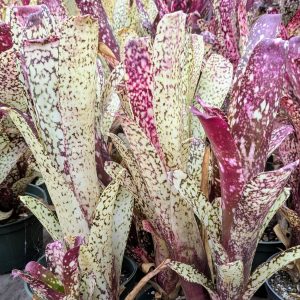 Billbergia Lua