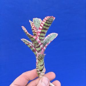 Neoregelia Toy Tiger