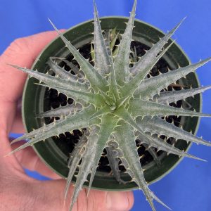 Deuterocohnia longipetala Silver x lotteae #1