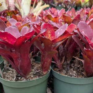 Neoregelia lilliputiana x Break of Day
