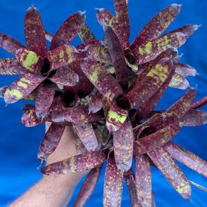 Neoregelia Doodlebug
