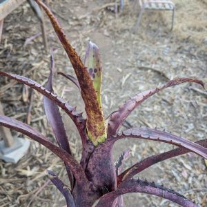 Hohenbergia igatuensis x pennae