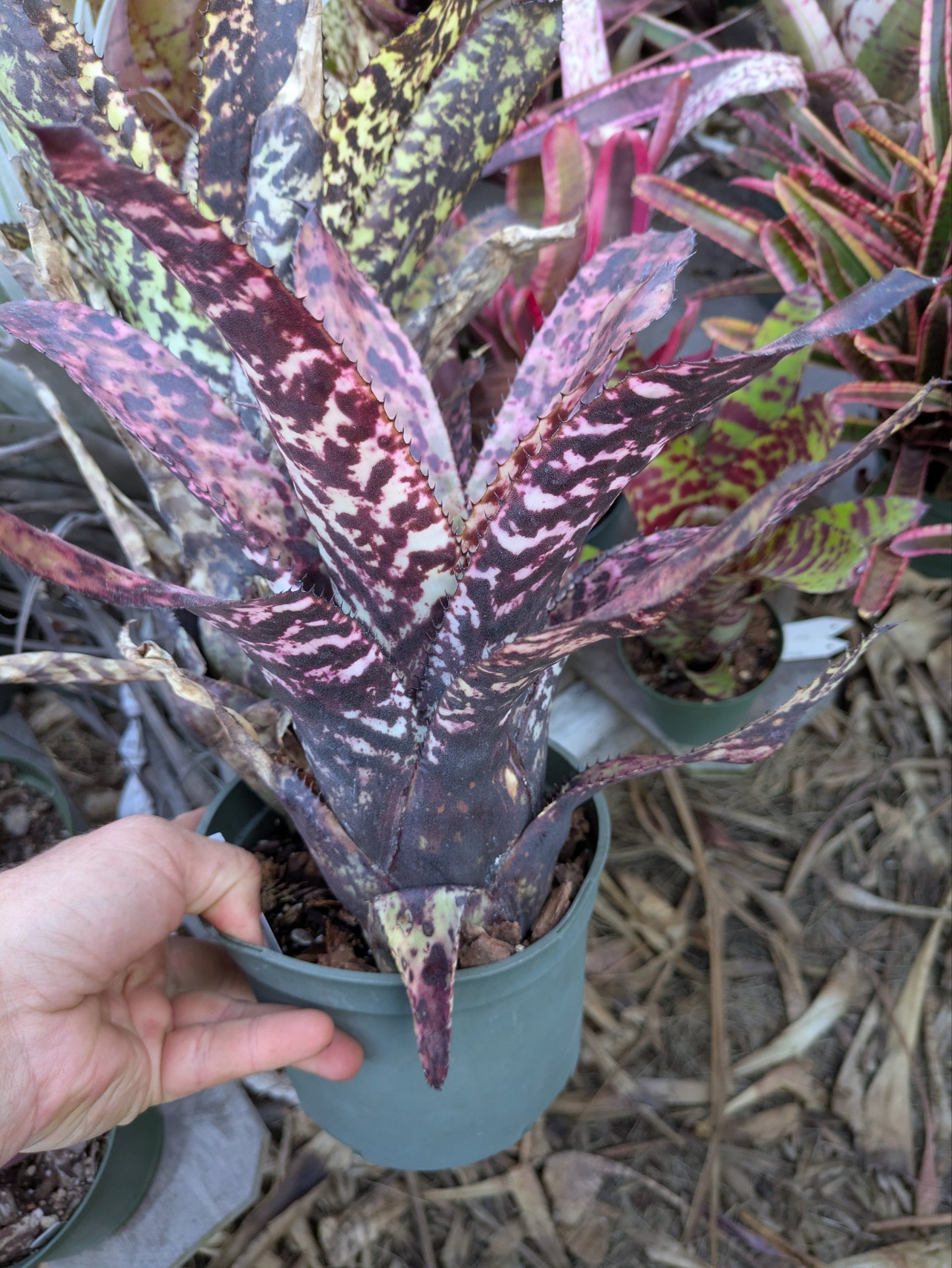 Aechmea orlandiana 'Charlie' - Image 2