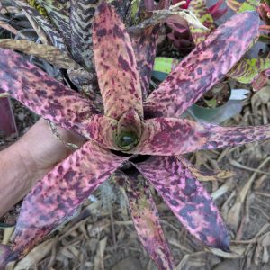 Aechmea orlandiana 'Charlie'