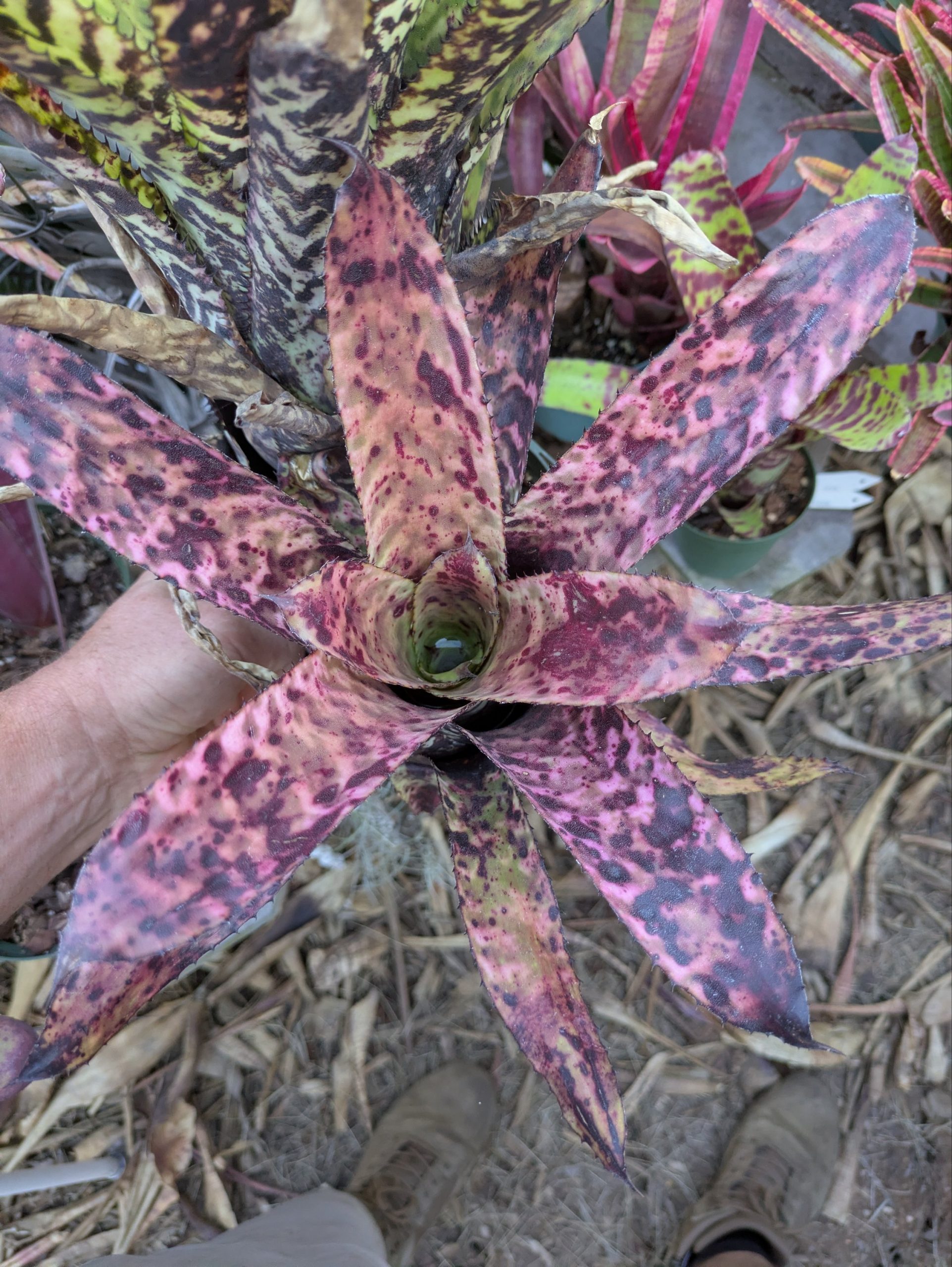 Aechmea orlandiana 'Charlie'
