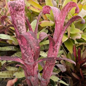 Billbergia Crossfire