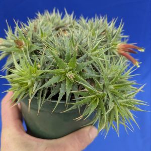 Deuterocohnia lotteae Select