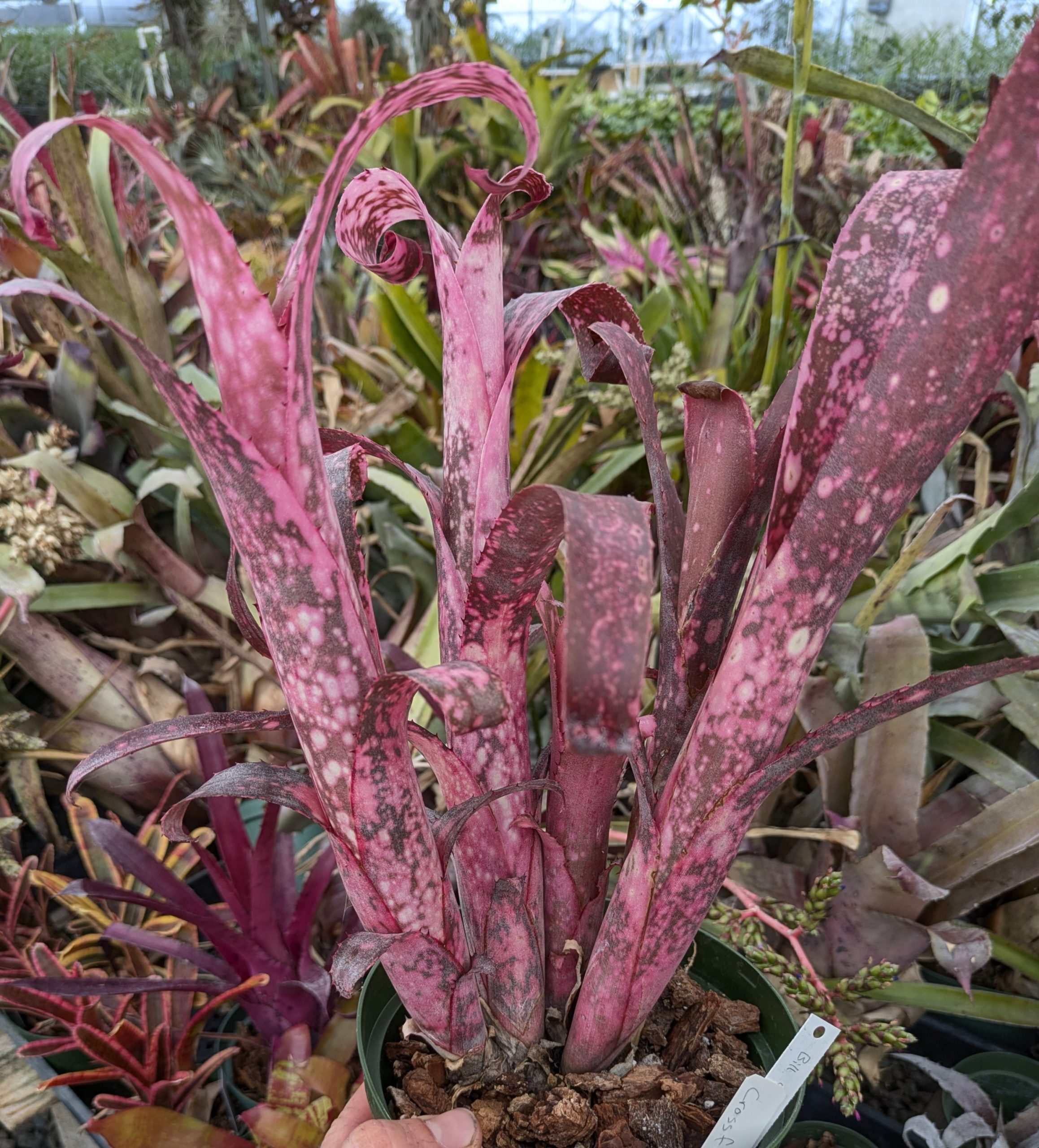 Billbergia Crossfire - Image 2
