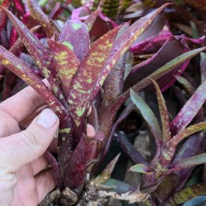 Neoregelia Dark Mood