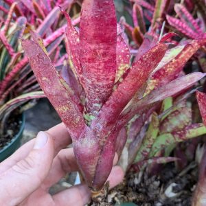 Neoregelia Punini