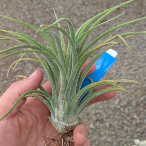 Tillandsia Imposter