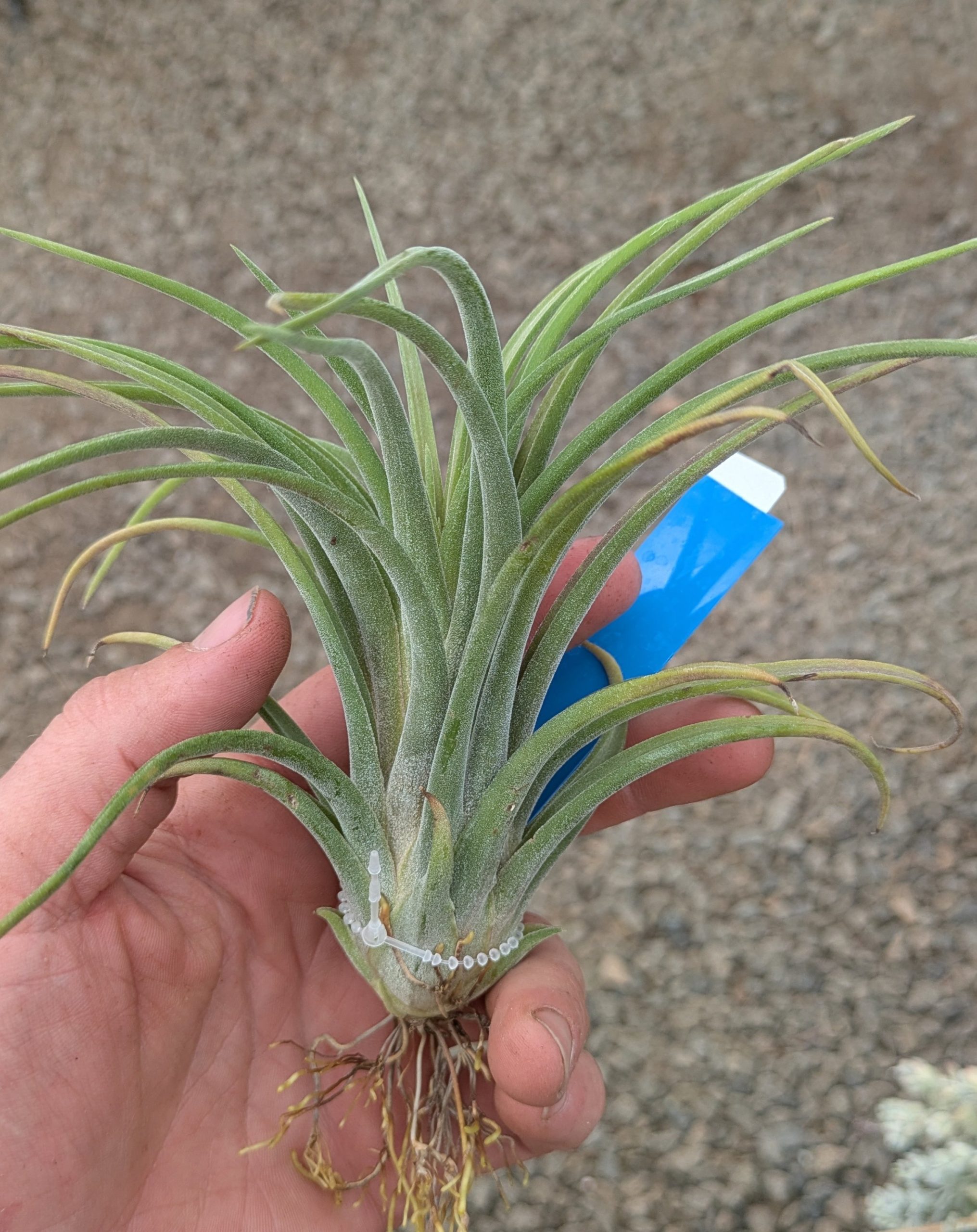 Tillandsia Imposter