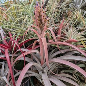 Tillandsia Coconut Grove