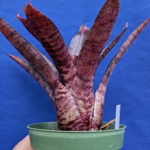Neoregelia Rolly
