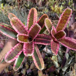 Neoregelia Whiplash