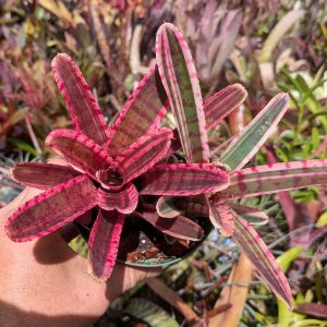 Neoregelia Darter