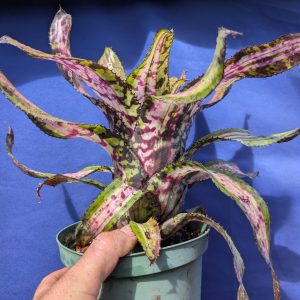 Aechmea orlandiana Variegated