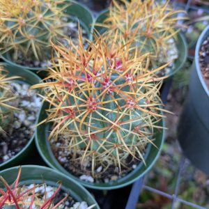 Ferocactus chrysacanthus x gracilis