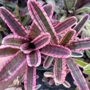 Neoregelia Darter