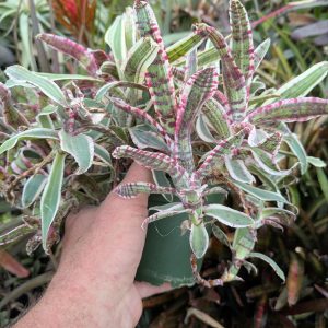 Neoregelia Critter