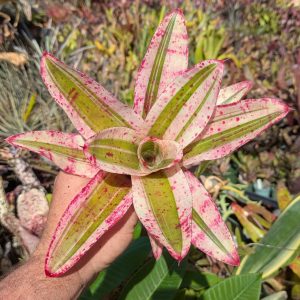Neoregelia Alaea