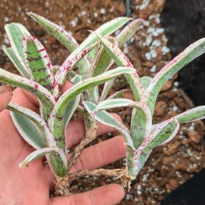 Neoregelia Bedlam