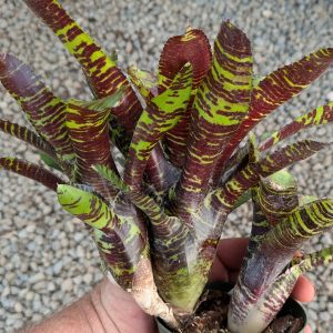 Neoregelia Killer Bee