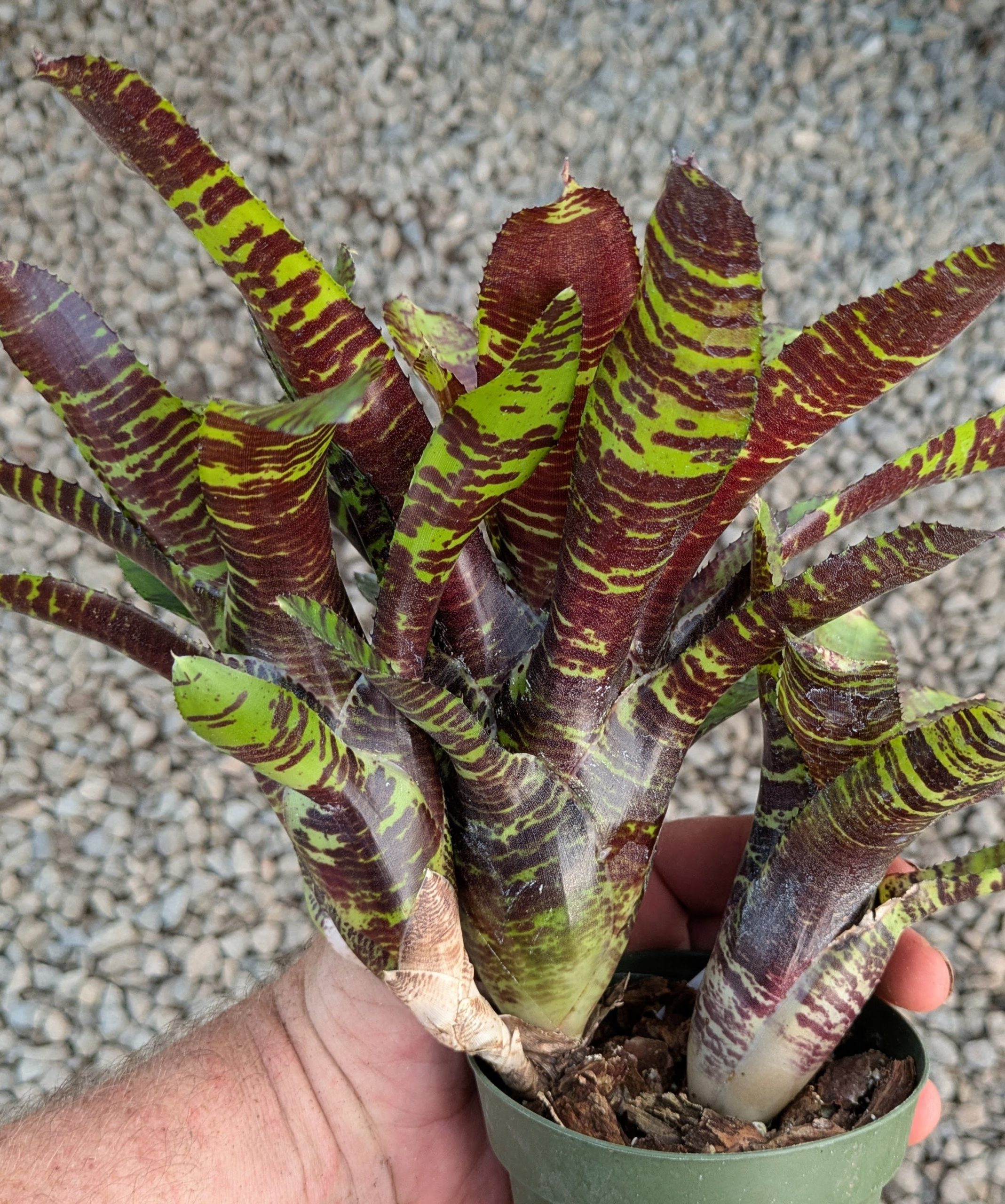 Neoregelia Killer Bee