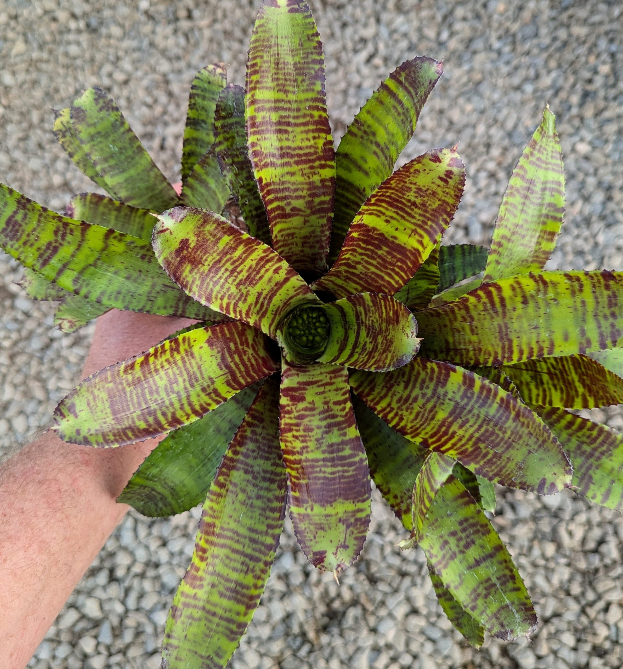 Neoregelia Killer Bee - Image 2