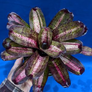 Neoregelia Bachata