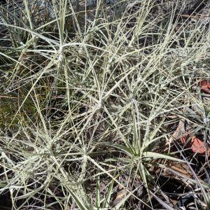 Tillandsia caerulea