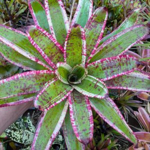 Neoregelia Kamikaze