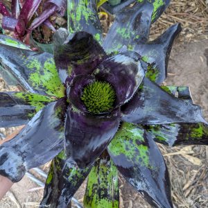 Neoregelia Pitch Black