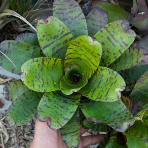 Neoregelia Morse Code