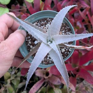 Orthophytum triunfense