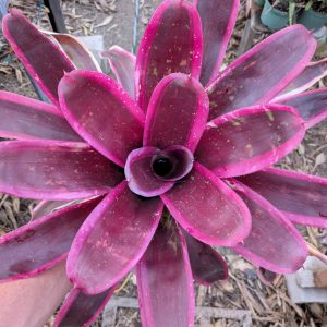 Neoregelia Payola