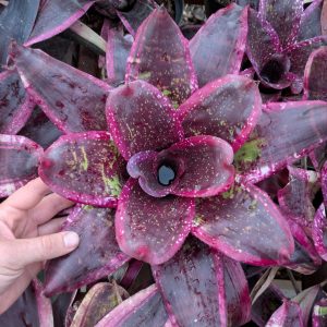 Neoregelia Neutron Star