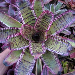 Neoregelia Excelsior