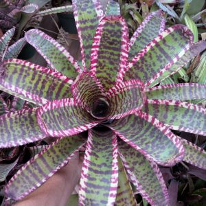 Neoregelia Awesome Tiger