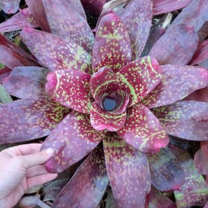 Neoregelia Gold Fever x cruenta Broad Leaf