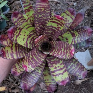 Neoregelia High Voltage
