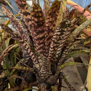 Aechmea orlandiana Hayward